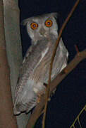 Northern White-faced Owl