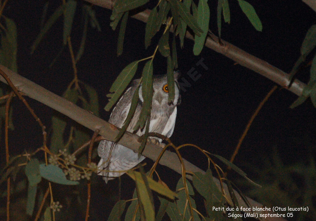 Northern White-faced Owladult