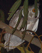 Northern White-faced Owl