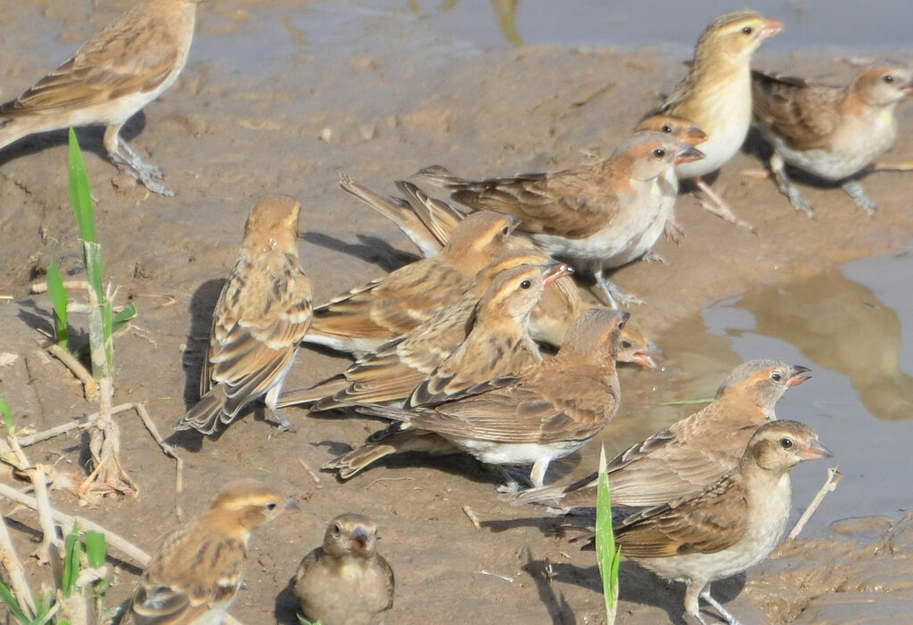 Sahel Bush Sparrow, identification, Behaviour