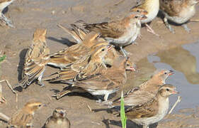 Sahel Bush Sparrow