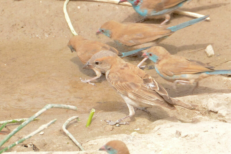 Sahel Bush Sparrow, identification