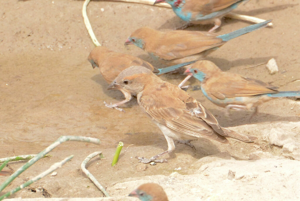 Petit Moineau, identification