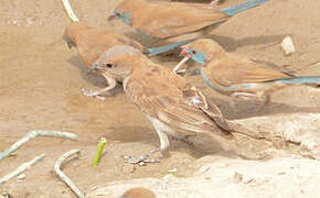 Sahel Bush Sparrow