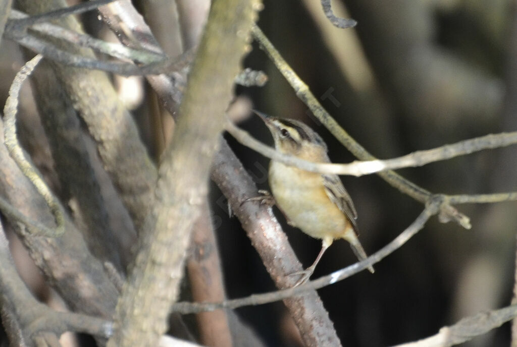 Sedge Warbler