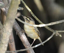 Sedge Warbler