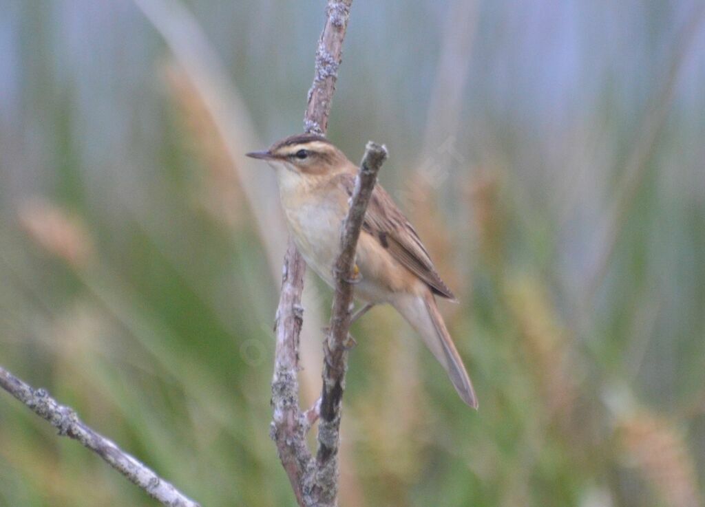 Sedge Warbleradult