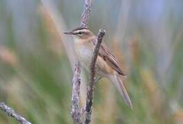 Sedge Warbler