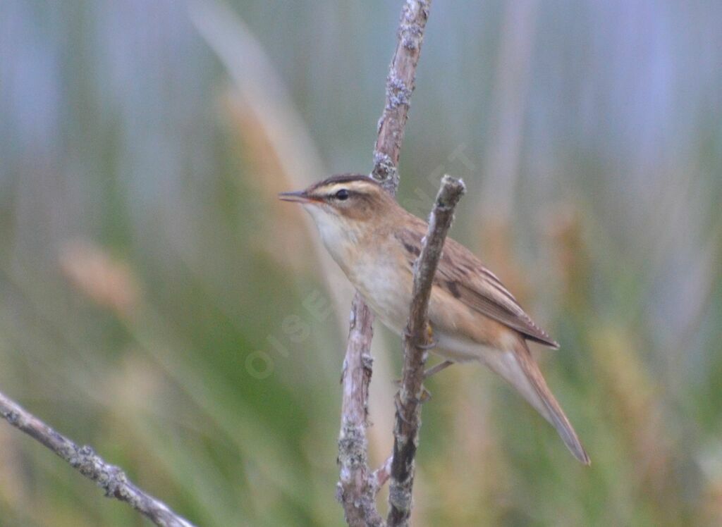 Sedge Warbleradult