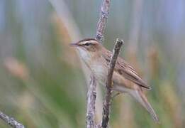 Sedge Warbler