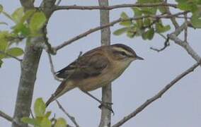 Sedge Warbler