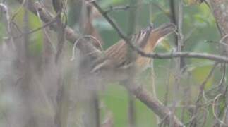 Sedge Warbler