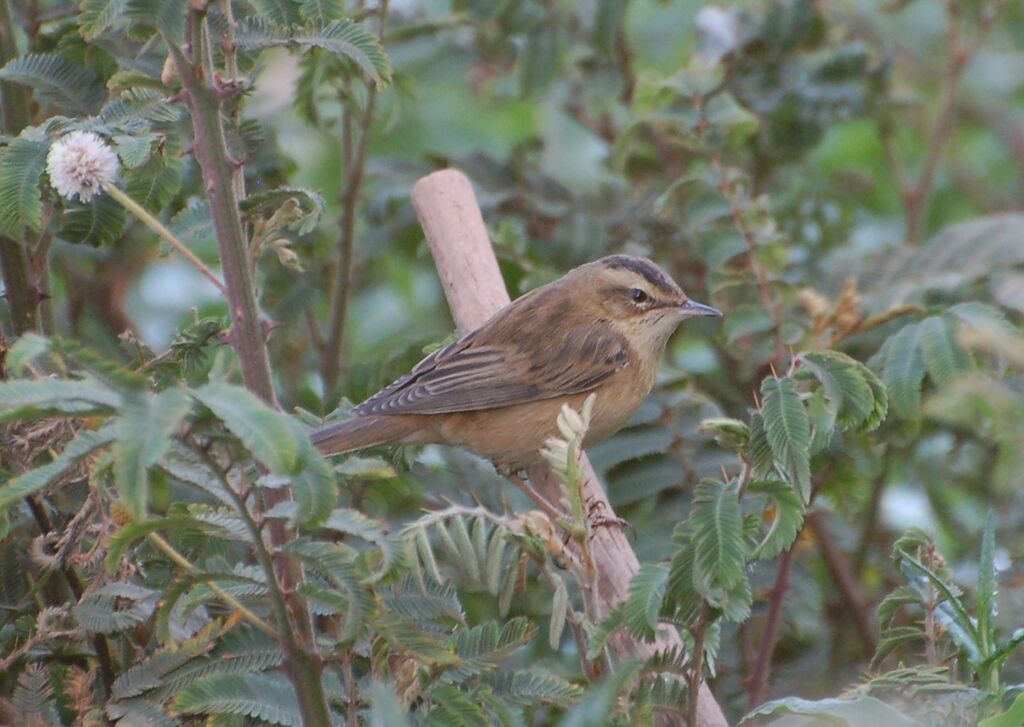 Sedge Warbler