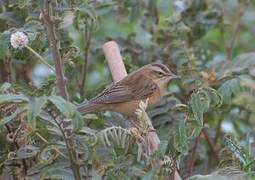 Sedge Warbler