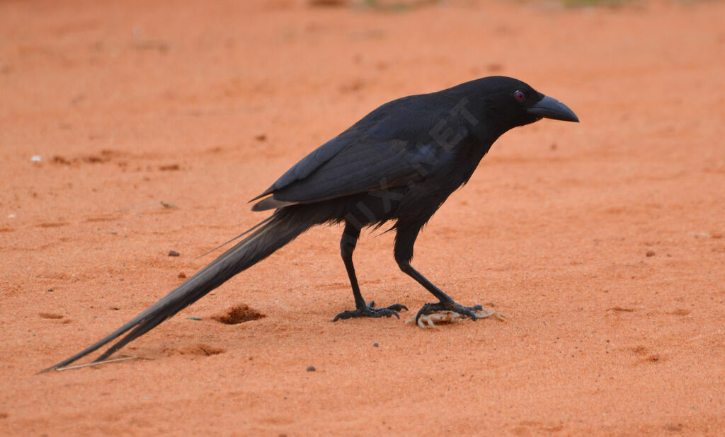 Piapiac africainadulte, identification