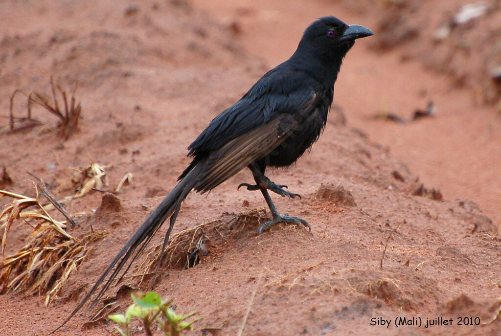 Piapiac africainadulte, identification