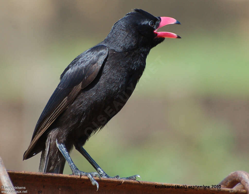 Piapiac africainadulte, identification