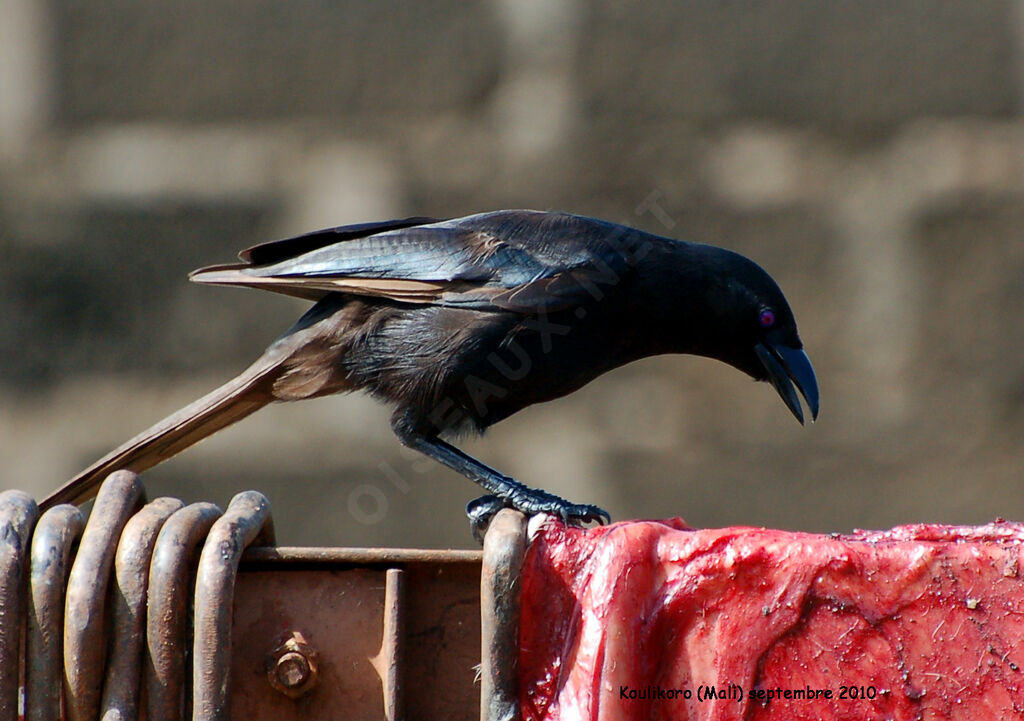 Piapiacadult, feeding habits, Behaviour