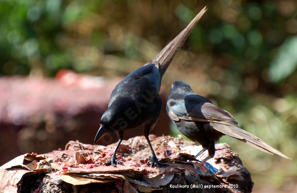 Piapiacadult, feeding habits, Behaviour