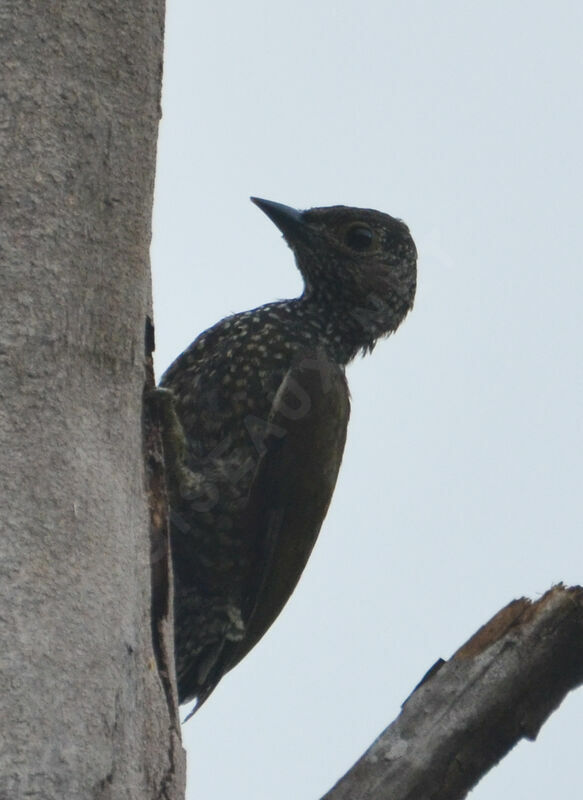 Brown-eared Woodpeckerimmature, identification