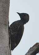 Brown-eared Woodpecker