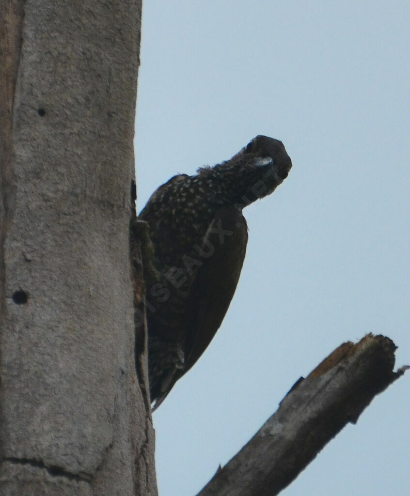 Brown-eared Woodpeckerimmature, identification