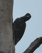 Brown-eared Woodpecker