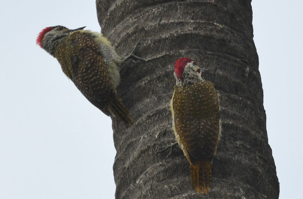 Fine-spotted Woodpeckeradult