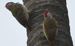 Fine-spotted Woodpecker