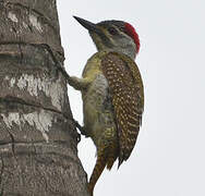 Fine-spotted Woodpecker