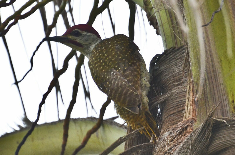 Fine-spotted Woodpecker male, identification