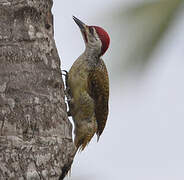 Fine-spotted Woodpecker