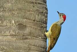 Fine-spotted Woodpecker