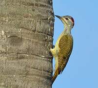 Fine-spotted Woodpecker