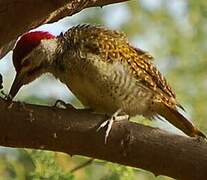 Fine-spotted Woodpecker