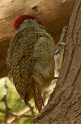 Fine-spotted Woodpecker