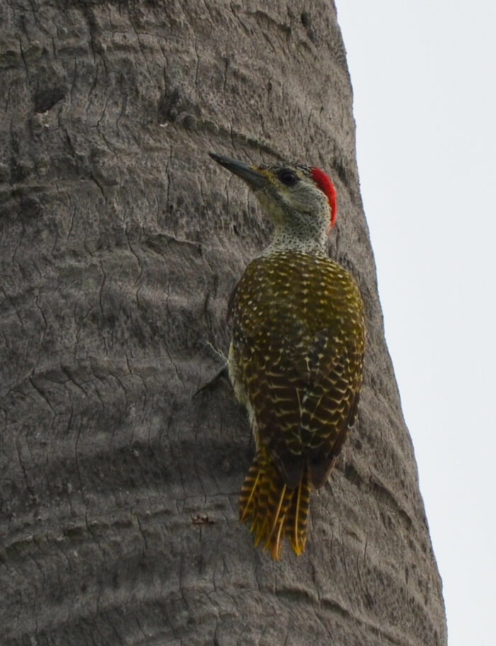 Fine-spotted Woodpecker