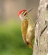 Fine-spotted Woodpecker