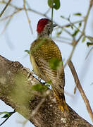 Fine-spotted Woodpecker