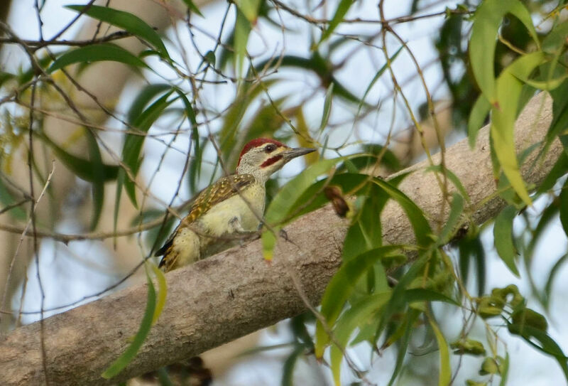 Fine-spotted Woodpecker male adult, identification