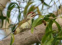 Fine-spotted Woodpecker