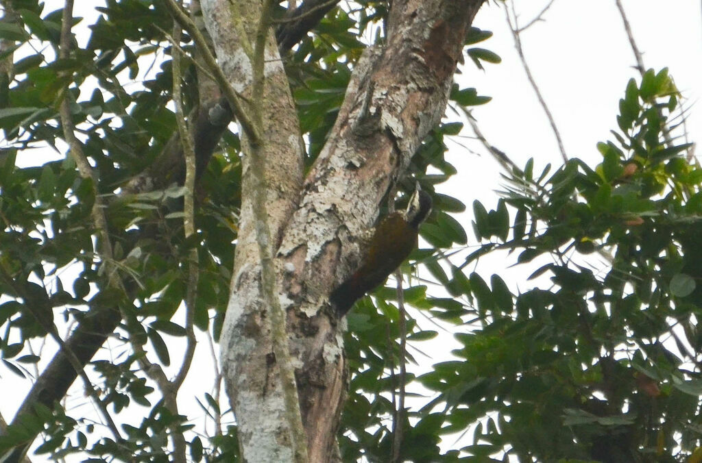 Fire-bellied Woodpecker female adult