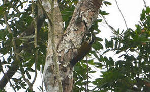 Fire-bellied Woodpecker