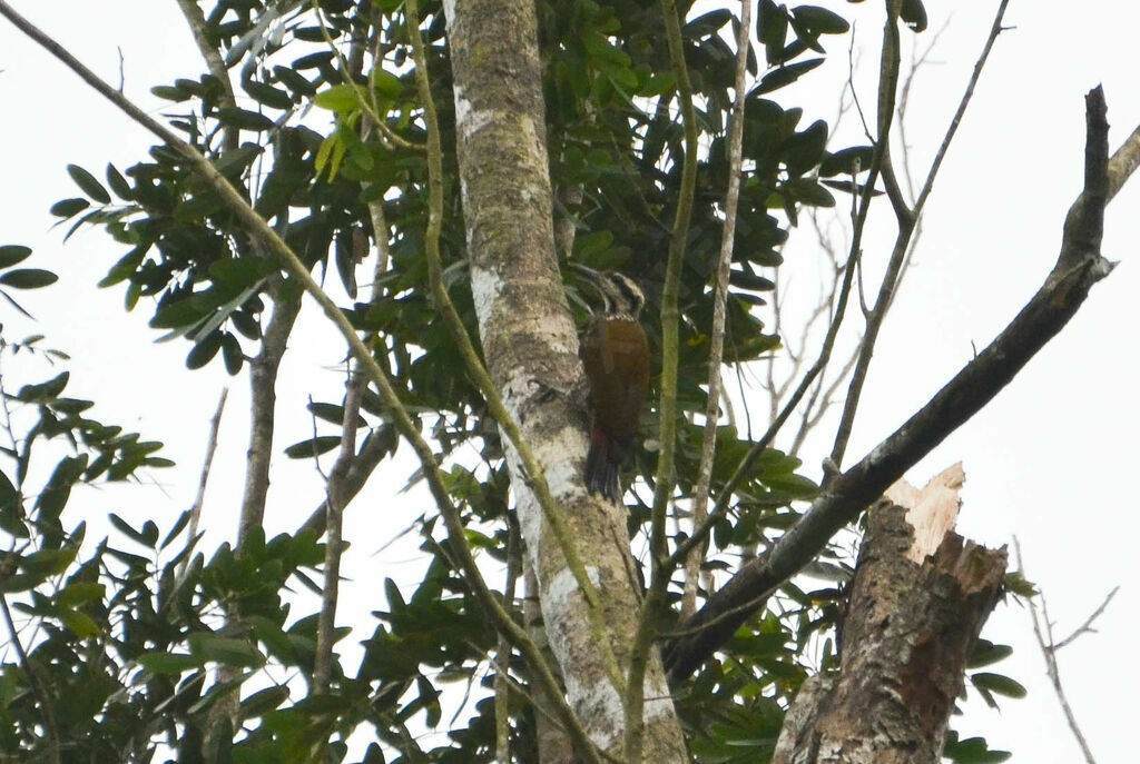 Fire-bellied Woodpecker