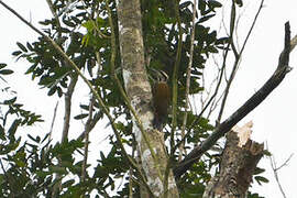 Fire-bellied Woodpecker