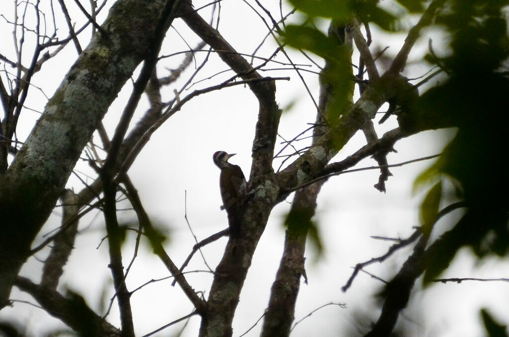 Fire-bellied Woodpeckeradult