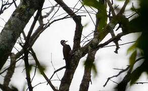 Fire-bellied Woodpecker