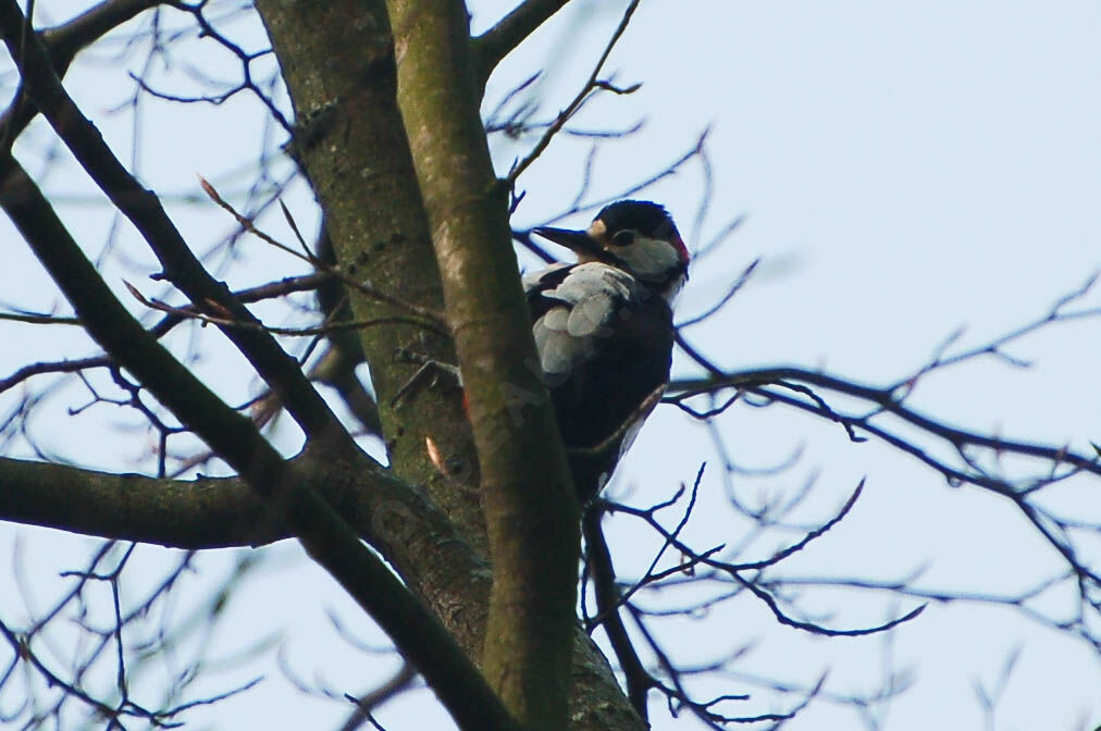 Great Spotted Woodpecker