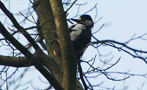 Great Spotted Woodpecker