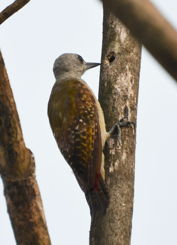 African Grey Woodpecker, identification